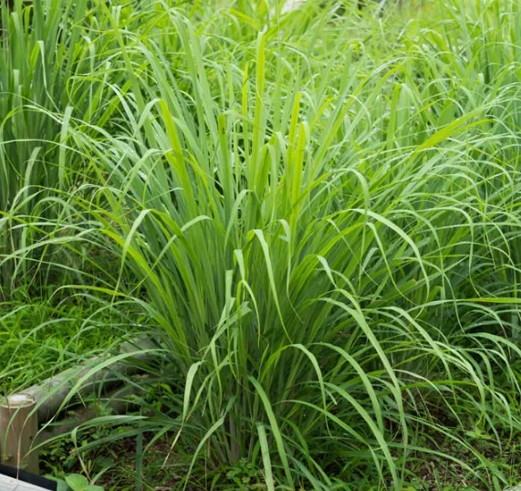 Ceylon Lemongrass Leaves